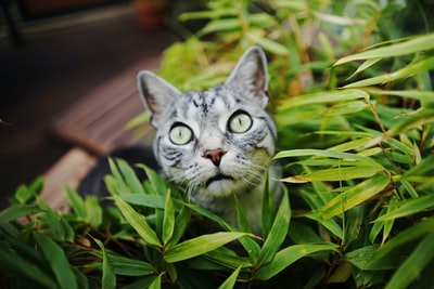 银虎斑猫在绿色有叶子的植物
